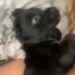 cockerspanial puppys?