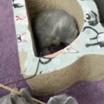 Reg Gccf British shorthair kittens ready now blue boy