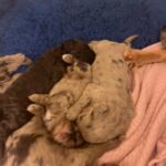 CAN DELIVER HEALTHY CHOCOLATE MERLE COCKAPOOS