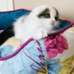 male kitten Scottish fold