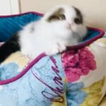 Scottish fold long hair male kitten