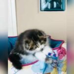 Scottish fold kitten
