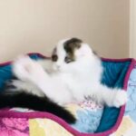 Scottish fold longhair male