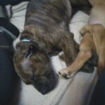 old tyme elnglish bulldogge