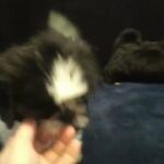 shih tzu bous