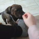 Brindle last boy