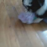 shih tzu boys