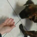 old tyme elnglish bulldogge