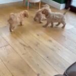 Cavapoochon Pups For Sale