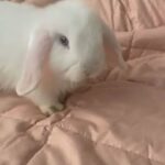 beautiful pedigree mini lop bun 8 weeks