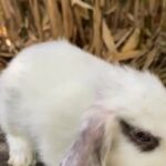pedigree mini lion lop runt ?