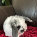 mini lops ready to reserve