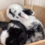 pedigree mini lop buns twins super fluffy