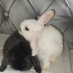 beautiful rare pedigree mini lop bunnies