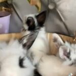 rare beauties mini lion lops blue eyes