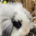 stunning pedigree mini lion lops for sale