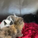 mini lion lops (ready to reserve)
