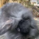 beautiful pedigree blue eyes black mini lion lop
