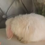 beautiful pedigree mini lop female 8 weeks