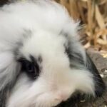 pedigree mini lion lop stunning bunny