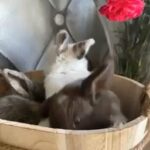 rare beautiful pedigree mini lop buns females