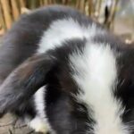 gorgeous rare blue eyes pedigree mini lop bun