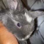 handsome rare pedigree blue grey mini lop bun
