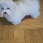 Sale dogs Maltese-Bison