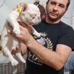 French bulldog girl