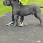 Champion Cane Corso For Stud