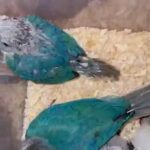 hand reared conures for sale