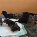 Amazing Colours Rare Standard Dachshund Puppies