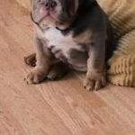 Million - Stud
