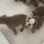 British Bulldog Puppies Champion Blood Lines!