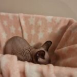 Sphynx Boys