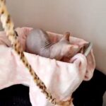 Sphynx Girl