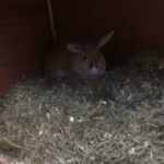 female rabbit looking for a home