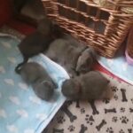 Scottish fold blue BellaVita Cattery