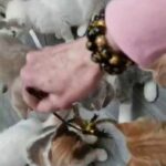 Pedigree red British shorthair available now