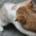 Pedigree British shorthair kittens available now