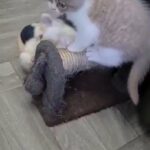 reduced British short-haired kittens available now