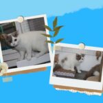 pedigree British shorthair available now
