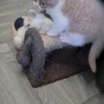 Registered British short-haired kittens available