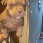 pocket boy 8 weeks old ready to leave