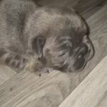 2 female blue and tan Frenchies 4 weeks old