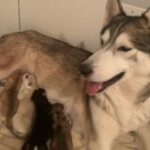 REDUCED : husky cross German shepherds