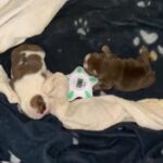 English Bulldog top champion bloodlines red & white male