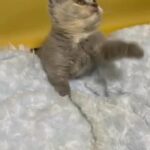GCCF REGISTERED BRITISH SHORTHAIR GIRL