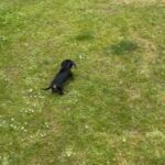 12 week old miniature Dashund.