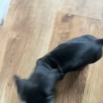 miniature Dachshund.